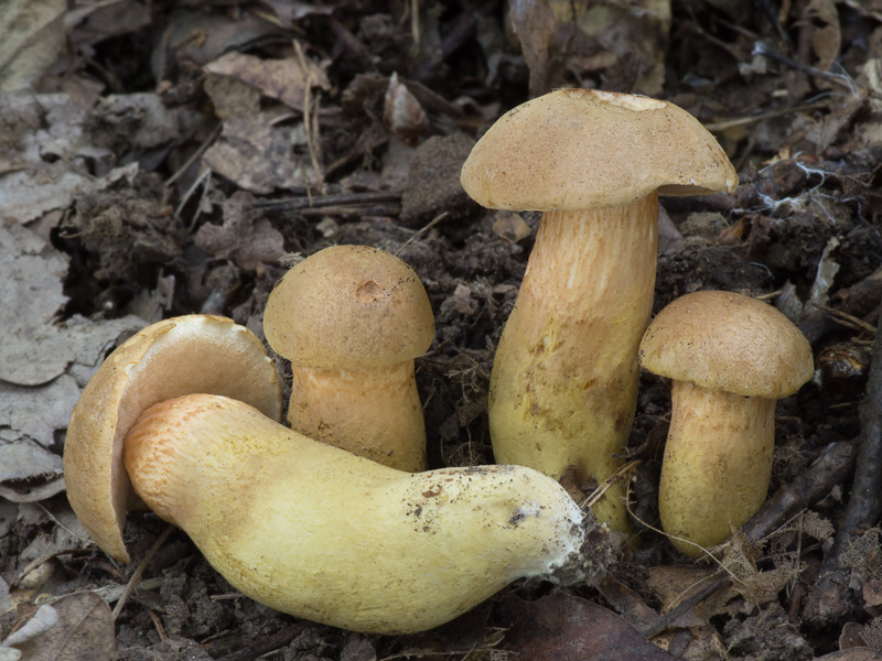 Aureoboletus moravicus